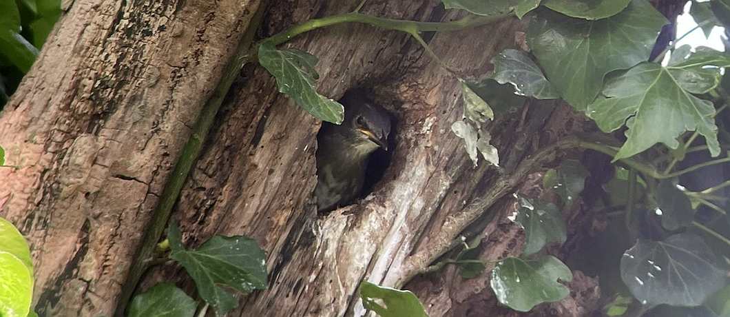 Kleine spreeuw hoog in het nest in de boom bij vakantiehuis Terhofstede.