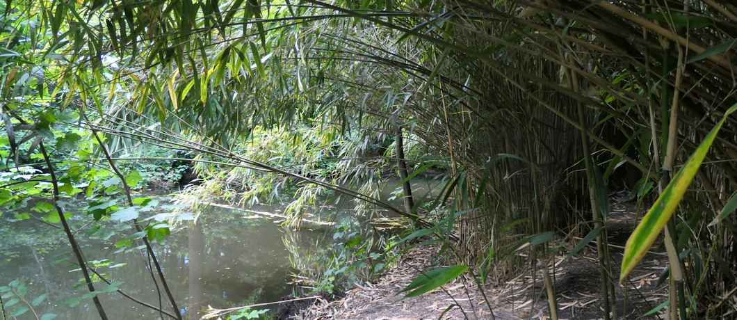 Het bamboebos aan het water van buitenplaats Ockenburgh bij Den Haag.
