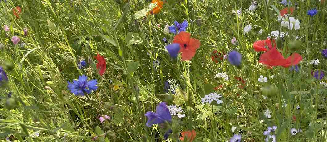 Bloemenzee onderweg tijdens de wandeling Kunst en Historie rond Ockenburgh.
