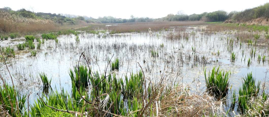 Plas met riet in de Van Dixhoorndriehoek bij vakantiehuis de Cocondo bunker bij Hoek van Holland.