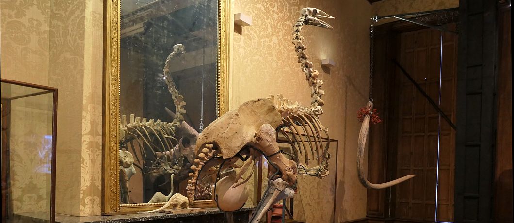 Opgezette Aepyornis met ei in Art Zoo Museum in Amsterdam.