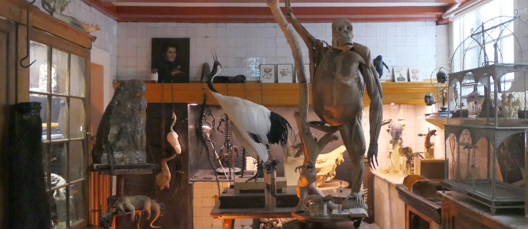 Nagebootst atelier van een taxidermist in de keuken van het Cromhouthuis in Amsterdam nu Art Zoo Museum.