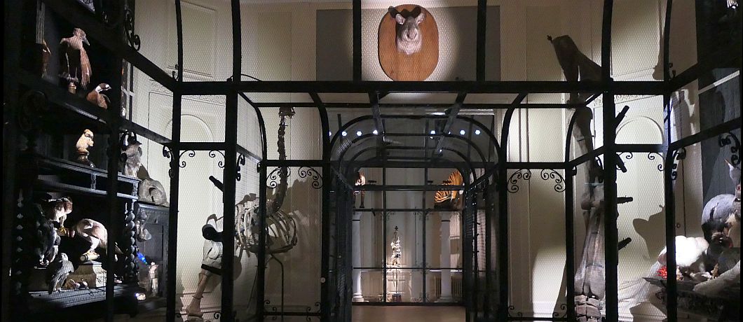 Het Darwin kabinet in Art Zoo Museum in Amsterdam.