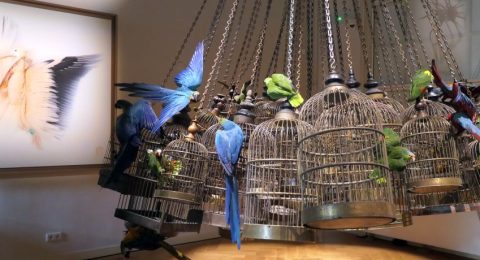 Art Zoo Museum, de mooiste Wunderkammer van Amsterdam