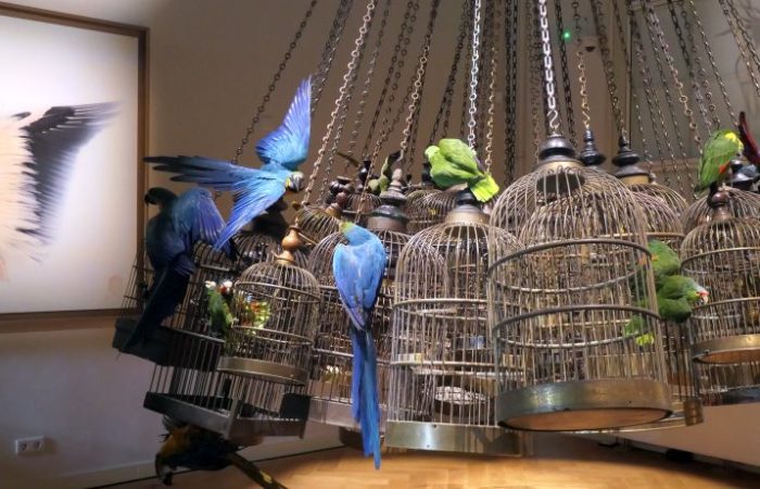 Kleurrijke papegaaien die op de kooien zitten in Art Zoo Museum in Amsterdam.