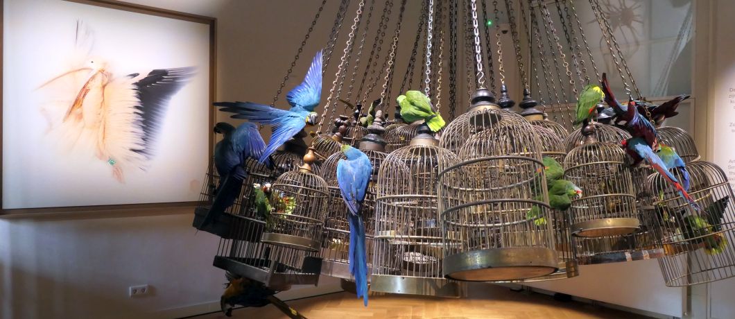 Kleurrijke papegaaien die op de kooien zitten in Art Zoo Museum in Amsterdam.