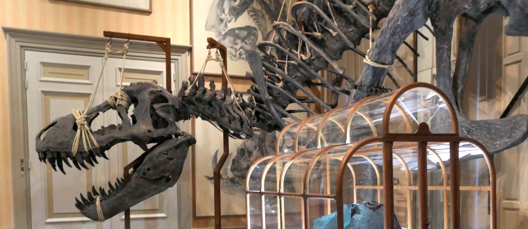 Prehistorisch fossiel bijeen gehouden door touwen bij de expo Relics in Art Zoo Museum.