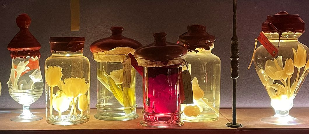 Potten 800 zelfgekweekte tulpen geel, rood uitgelicht in Art Zoo Museum in Amsterdam.