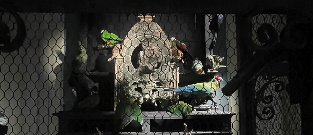 Een uistalling van uil met ara's in Art Zoo Museum in Amsterdam.