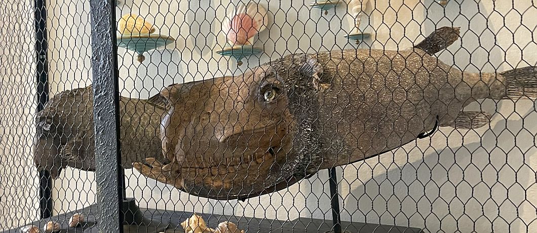 Vitrine met fossielen vissen en schelpen in Art Zoo Museum in Amsterdam.