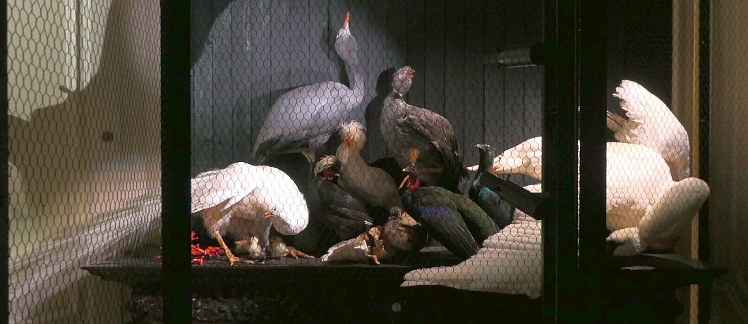 Vogels als in een 17e-eeuws stilleven in Art Zoo Museum in Amsterdam.